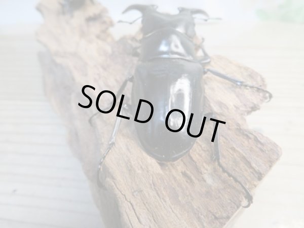 画像3: ☆新成虫☆コンフキウスノコギリクワガタ♂90ミリ♀47ミリペア販売！！ (3)