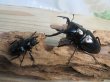 画像5: ☆新成虫☆コンフキウスノコギリクワガタ♂93ミリ♀49ミリペア販売！！ (5)
