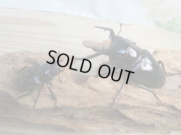 画像5: ☆新成虫☆コンフキウスノコギリクワガタ♂93ミリ♀49ミリペア販売！！ (5)