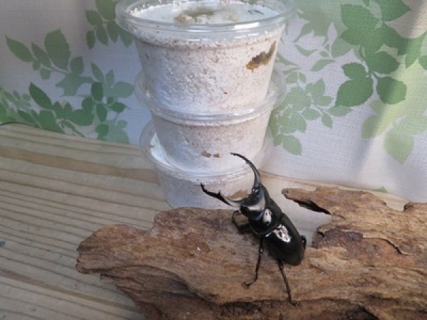 画像1: ☆西カメン産☆ネパレンシスコクワガタ（ネパールコクワ）初二令幼虫3頭セット販売！！ (1)