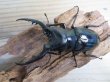 画像2: ☆新成虫☆コンフキウスノコギリクワガタ♂90ミリ♀47ミリペア販売！！ (2)
