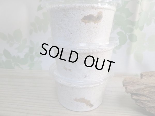 画像2: ☆西カメン産☆ネパレンシスコクワガタ（ネパールコクワ）初二令幼虫3頭セット販売！！ (2)