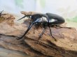 画像1: ☆新成虫☆コンフキウスノコギリクワガタ♂93ミリ♀49ミリペア販売！！ (1)