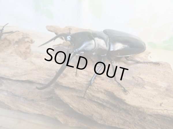 画像1: ☆新成虫☆コンフキウスノコギリクワガタ♂93ミリ♀49ミリペア販売！！ (1)