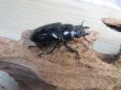 画像4: ☆新成虫☆コンフキウスノコギリクワガタ♂90ミリ♀47ミリペア販売！！ (4)