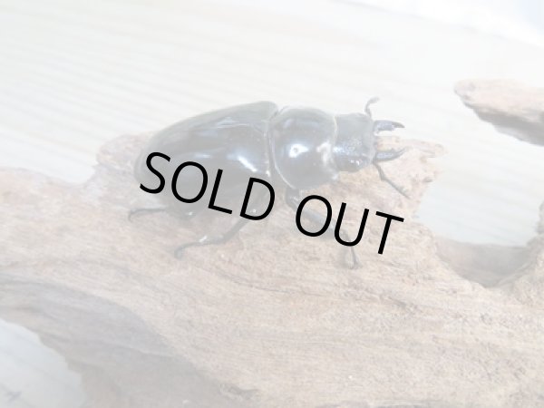 画像4: ☆新成虫☆コンフキウスノコギリクワガタ♂90ミリ♀47ミリペア販売！！ (4)