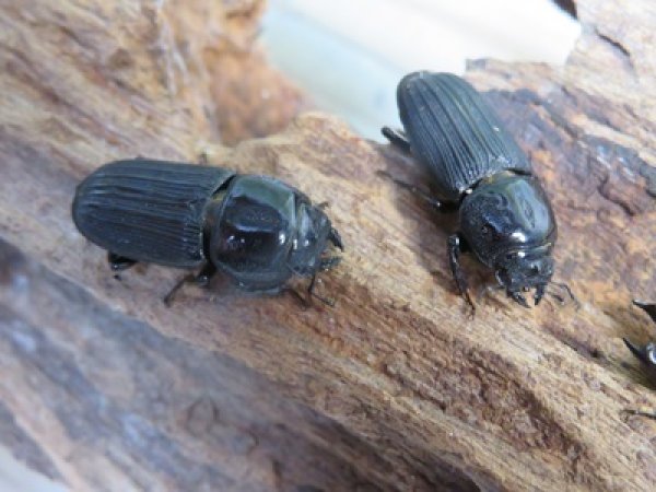 画像2: 新成虫☆WF3☆ドルクスミント♂♀フリーサイズペア販売！！ (2)