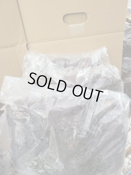 画像1: INSECT・MUSEより入荷☆バクテリア材☆多産物語！！S材3本入り (1)