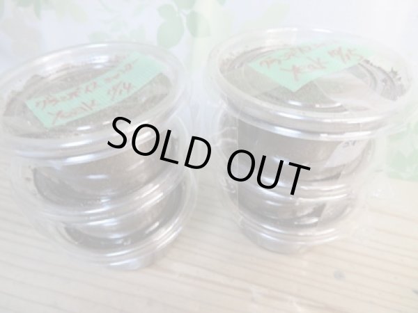 画像1: ☆ミャンマー産☆グランディスオオクワガタ初二令幼虫3頭セット販売！！ (1)