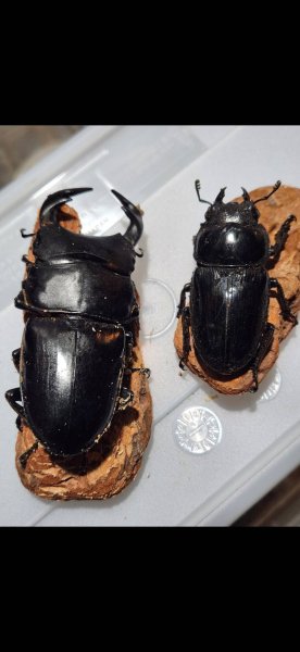 画像2: ☆インド・マニプール産☆グランディスオオクワガタ初二令幼虫3頭セット販売！！ (2)