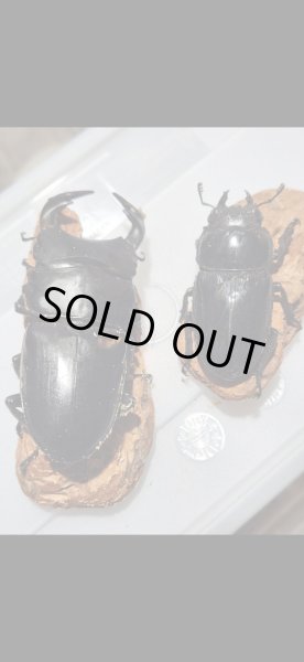 画像2: ☆インド・マニプール産☆グランディスオオクワガタ初二令幼虫3頭セット販売！！ (2)