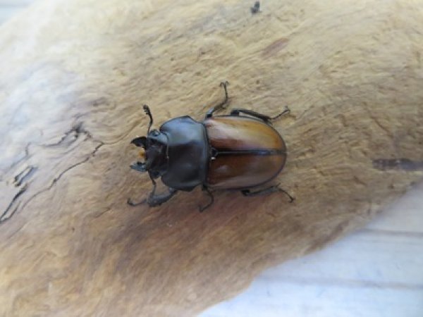 画像2: ☆稀少新成虫☆チャイロマルバネクワガタ♀25ミリ単品販売！！ (2)