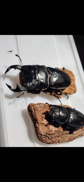 画像2: ☆ミャンマー産☆グランディスオオクワガタ初二令幼虫3頭セット販売！！ (2)