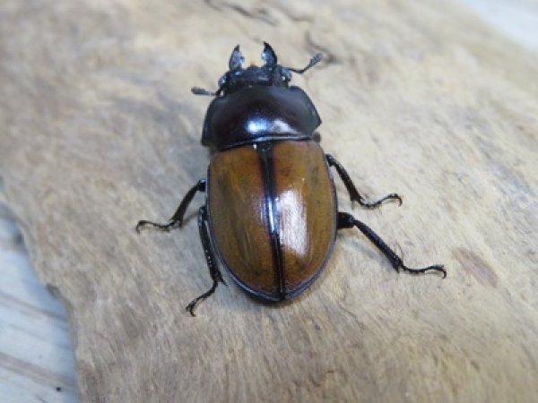 画像3: ☆稀少新成虫☆チャイロマルバネクワガタ♀25ミリ単品販売！！ (3)