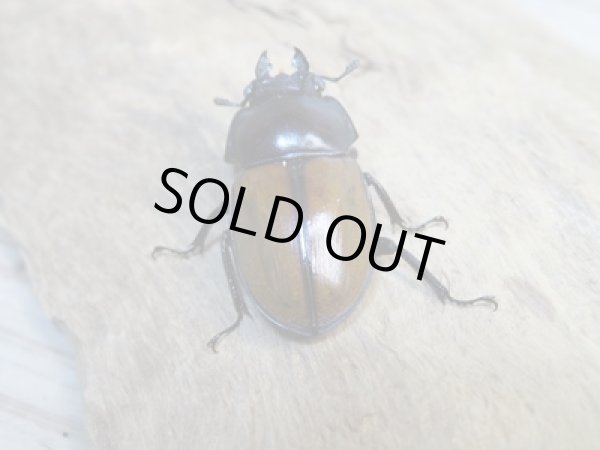 画像3: ☆稀少新成虫☆チャイロマルバネクワガタ♀25ミリ単品販売！！ (3)