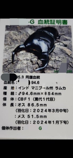 画像3: ☆インド・マニプール産☆グランディスオオクワガタ初二令幼虫3頭セット販売！！ (3)