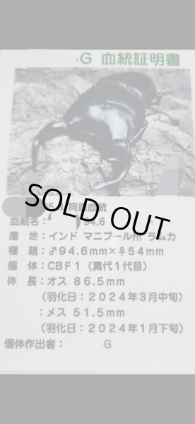 画像3: ☆インド・マニプール産☆グランディスオオクワガタ初二令幼虫3頭セット販売！！ (3)