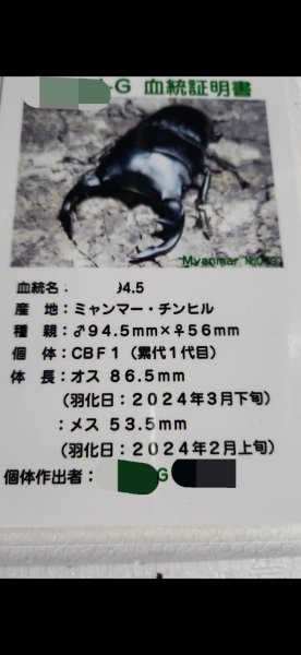 画像3: ☆ミャンマー産☆グランディスオオクワガタ初二令幼虫3頭セット販売！！ (3)