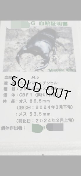 画像3: ☆ミャンマー産☆グランディスオオクワガタ初二令幼虫3頭セット販売！！ (3)