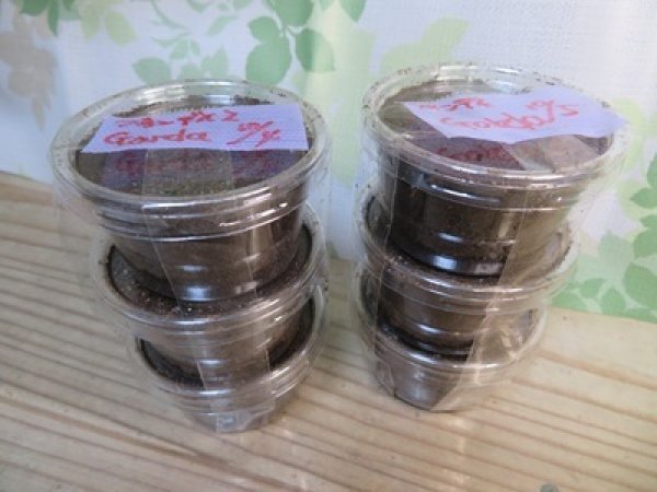 画像1: ☆インド・マニプール産☆グランディスオオクワガタ初二令幼虫3頭セット販売！！ (1)