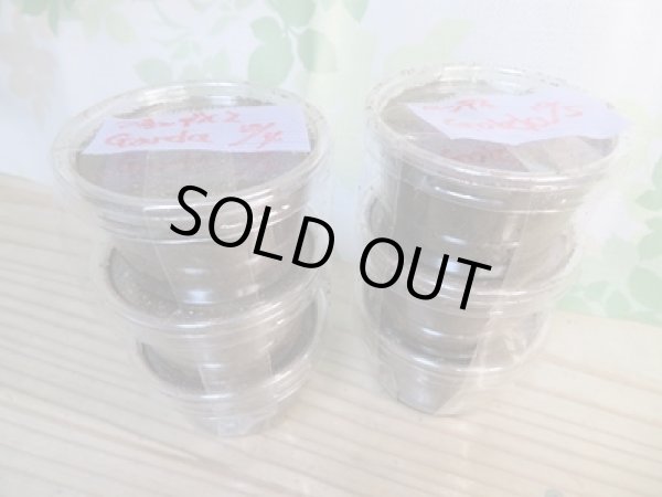 画像1: ☆インド・マニプール産☆グランディスオオクワガタ初二令幼虫3頭セット販売！！ (1)