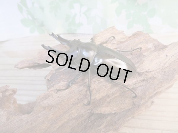 画像2: ☆歳末福袋2025ブリーダーPON☆3万円Bコース販売！！ (2)