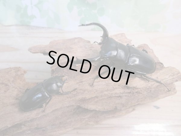 画像2: 昆虫家☆歳末福袋2025☆15万円コース販売！！ (2)