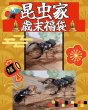 画像1: 昆虫家☆歳末福袋2025☆15万円コース販売！！ (1)