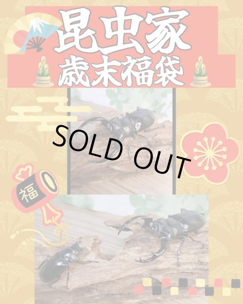 画像1: 昆虫家☆歳末福袋2025☆15万円コース販売！！ (1)