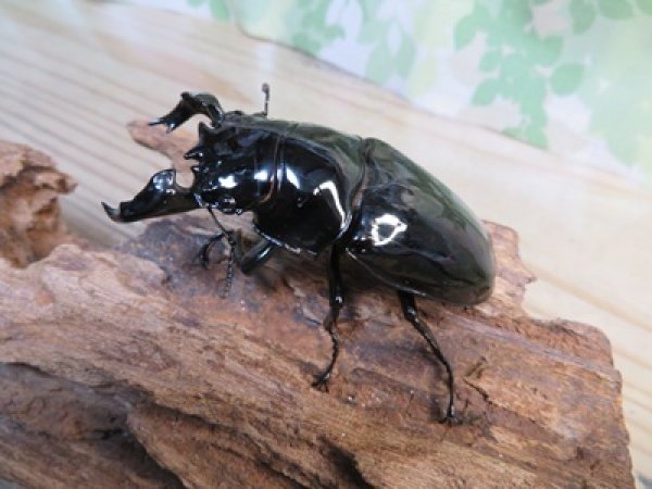 画像2: ☆歳末福袋2025ブリーダーPON☆3万円Cコース販売！！ (2)