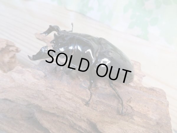 画像2: ☆歳末福袋2025ブリーダーPON☆3万円Cコース販売！！ (2)