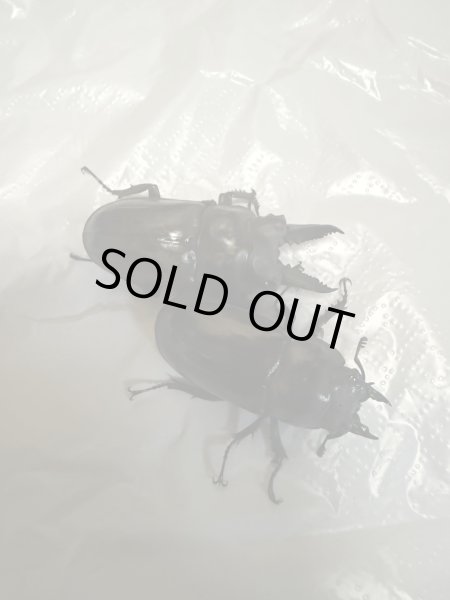 画像2: ☆歳末福袋2025ブリーダーPON☆2万円コース販売！！ (2)