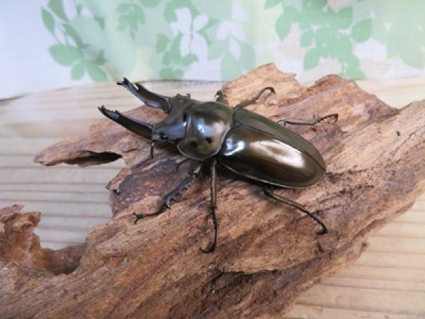 画像2: ☆歳末福袋2025ブリーダーPON☆3万円Aコース販売！！ (2)