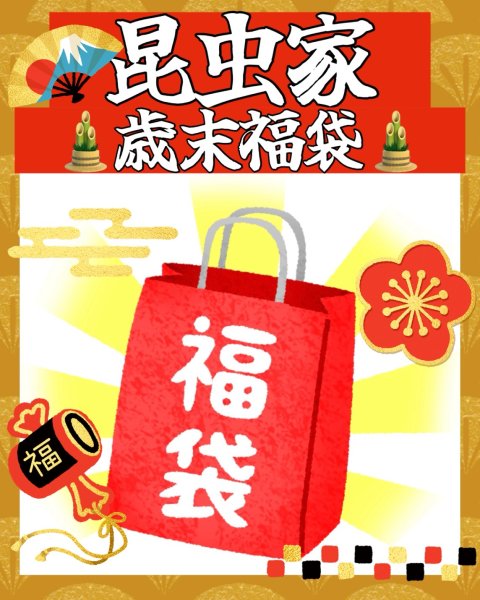 画像1: 昆虫家☆歳末福袋2025☆3万円Bコース販売！！ (1)
