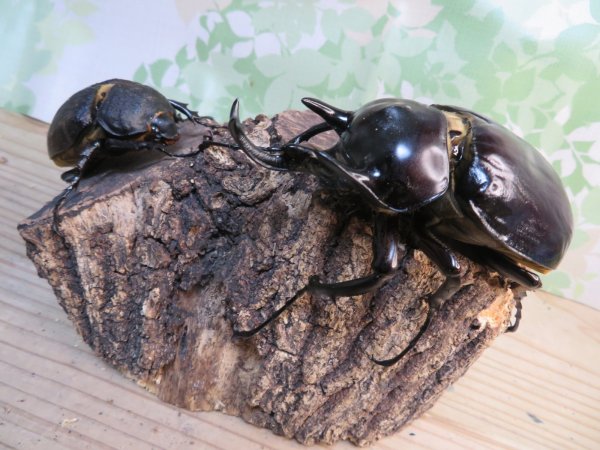 画像2: 昆虫家☆歳末福袋2025☆3万円Aコース販売！！ (2)