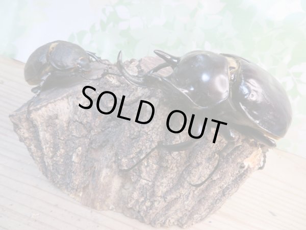 画像2: 昆虫家☆歳末福袋2025☆3万円Aコース販売！！ (2)