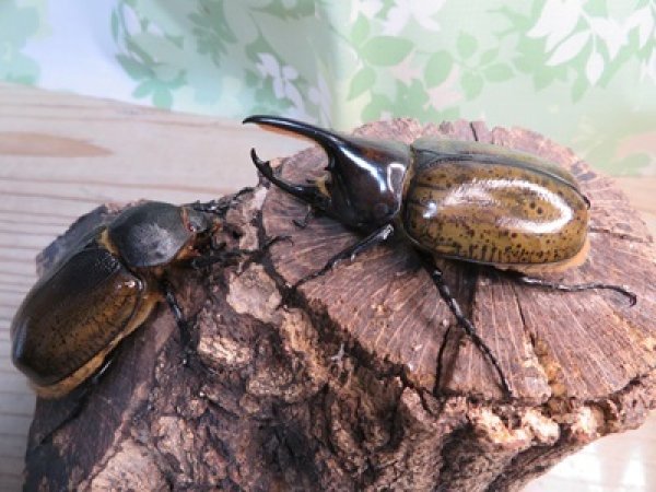 画像2: 昆虫家☆歳末福袋2025☆3万円Cコース販売！！ (2)