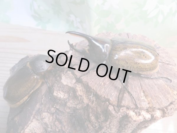 画像2: 昆虫家☆歳末福袋2025☆3万円Bコース販売！！ (2)