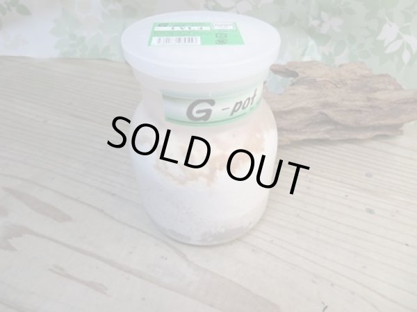 画像8: 昆虫家☆歳末福袋2025☆10万円コース販売！！ (8)