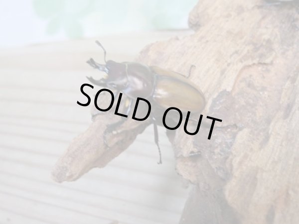 画像2: 昆虫家☆歳末福袋2025☆10万円コース販売！！ (2)