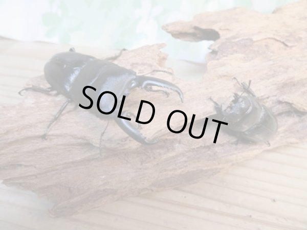 画像7: 昆虫家☆歳末福袋2025☆10万円コース販売！！ (7)