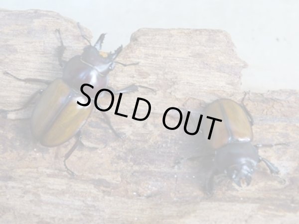 画像3: 昆虫家☆歳末福袋2025☆10万円コース販売！！ (3)