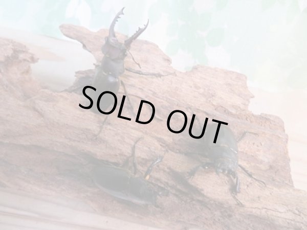 画像5: 昆虫家☆歳末福袋2025☆10万円コース販売！！ (5)