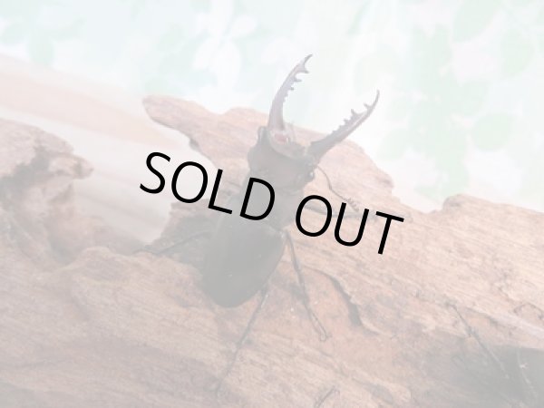 画像4: 昆虫家☆歳末福袋2025☆10万円コース販売！！ (4)