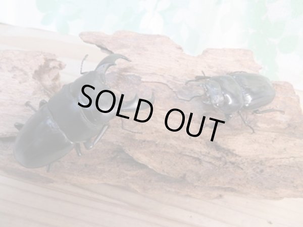 画像6: 昆虫家☆歳末福袋2025☆10万円コース販売！！ (6)