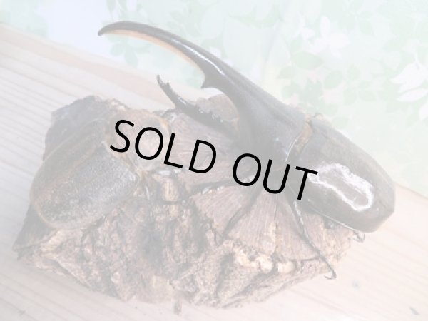 画像2: 昆虫家☆歳末福袋2025☆1万5000円Aコース販売！！ (2)