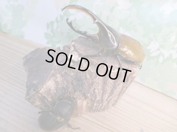 画像2: 昆虫家☆歳末福袋2025☆1万5000円Cコース販売！！ (2)