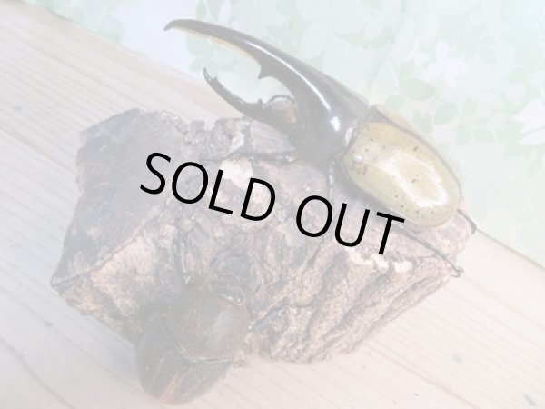 画像2: 昆虫家☆歳末福袋2025☆1万5000円Bコース販売！！ (2)