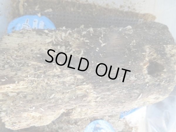 画像2: INSECT・MUSEより入荷☆バクテリア材☆多産物語！！M〜L材2本入り (2)