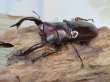 画像1: ☆多産物語付き☆フォルスターフタマタクワガタ（原名亜種）♂76ミリ♀46ミリ＋♀44ミリ計3頭トリオ販売！！ (1)
